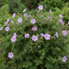 Géranium vivace Claridge Druce