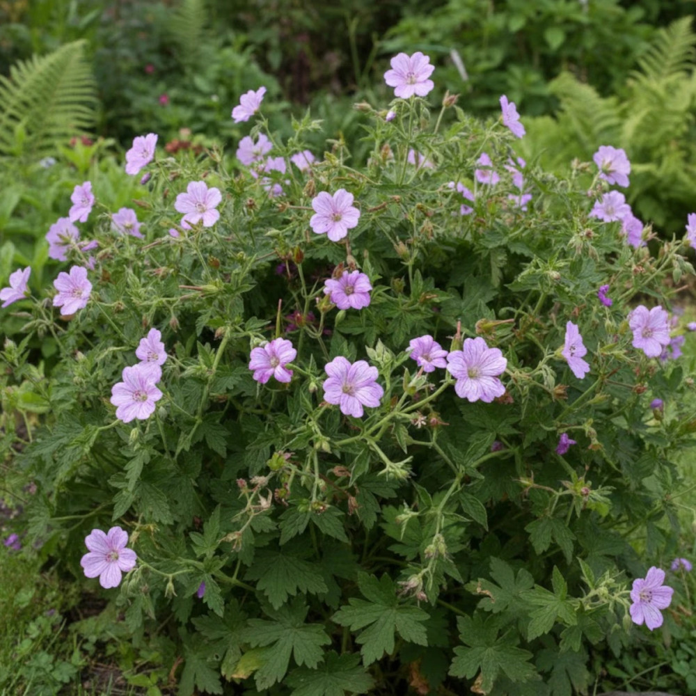 Géranium vivace Claridge Druce Géranium vivace Claridge Druce