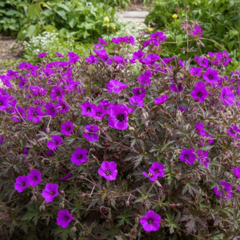 Géranium vivace Dark Eyes