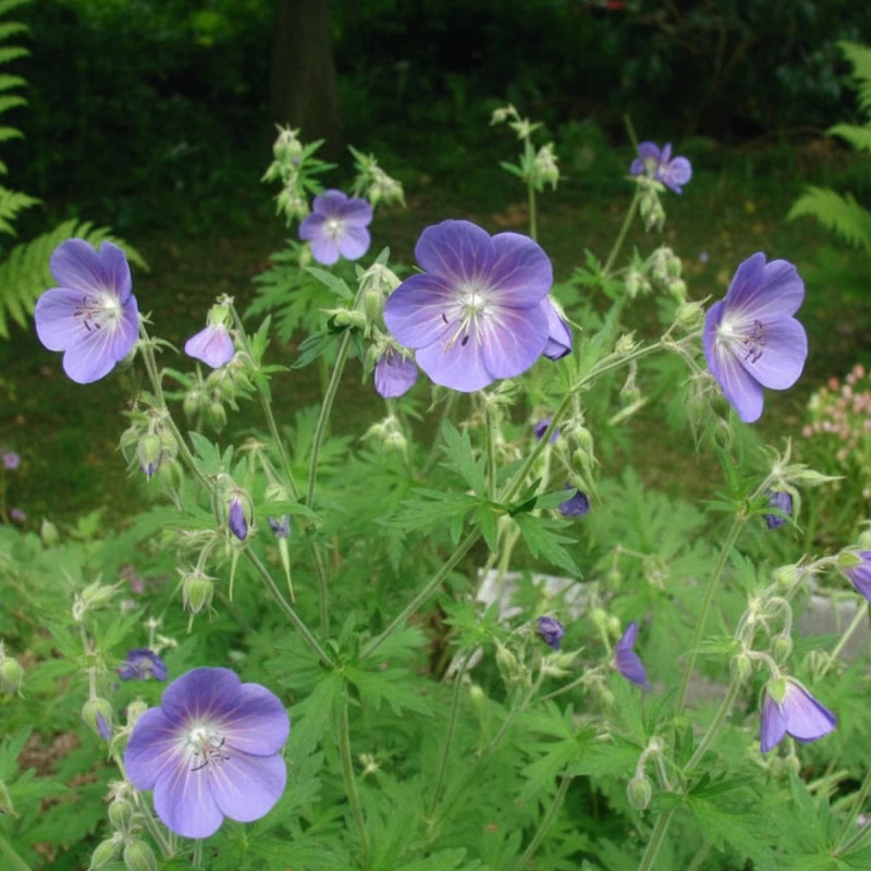 Géranium vivace des près