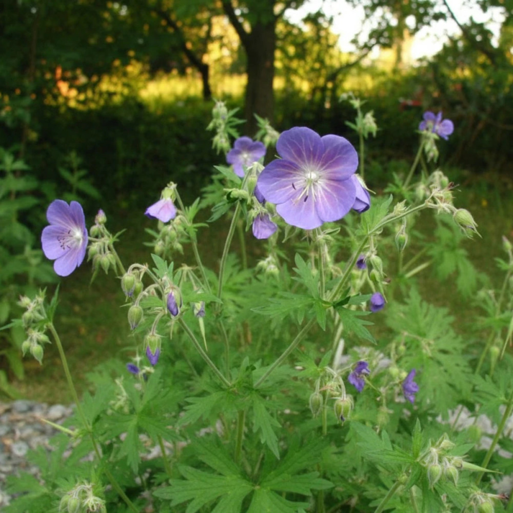Géranium vivace des près