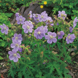 Géranium vivace des près Mrs Kendall Clark