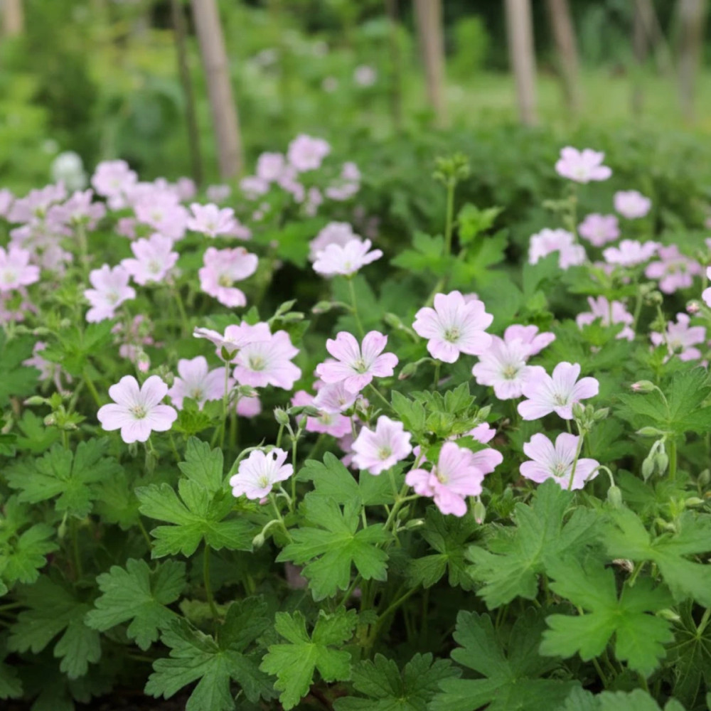 Géranium vivace Dreamland®
