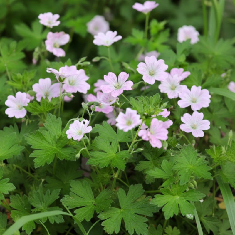 Géranium vivace Dreamland®