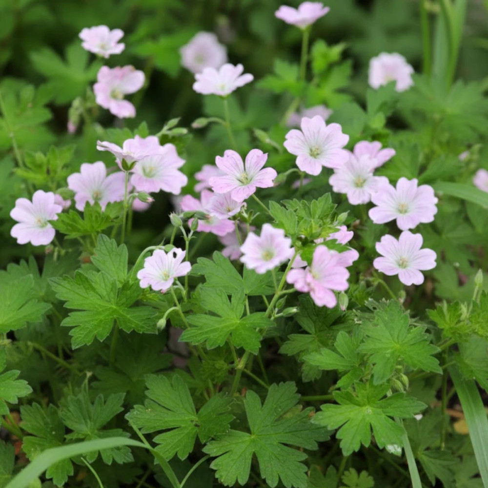 Géranium vivace Dreamland®