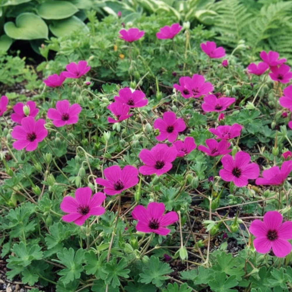 Géranium vivace Giuseppii