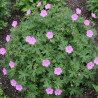 Géranium vivace Inverness