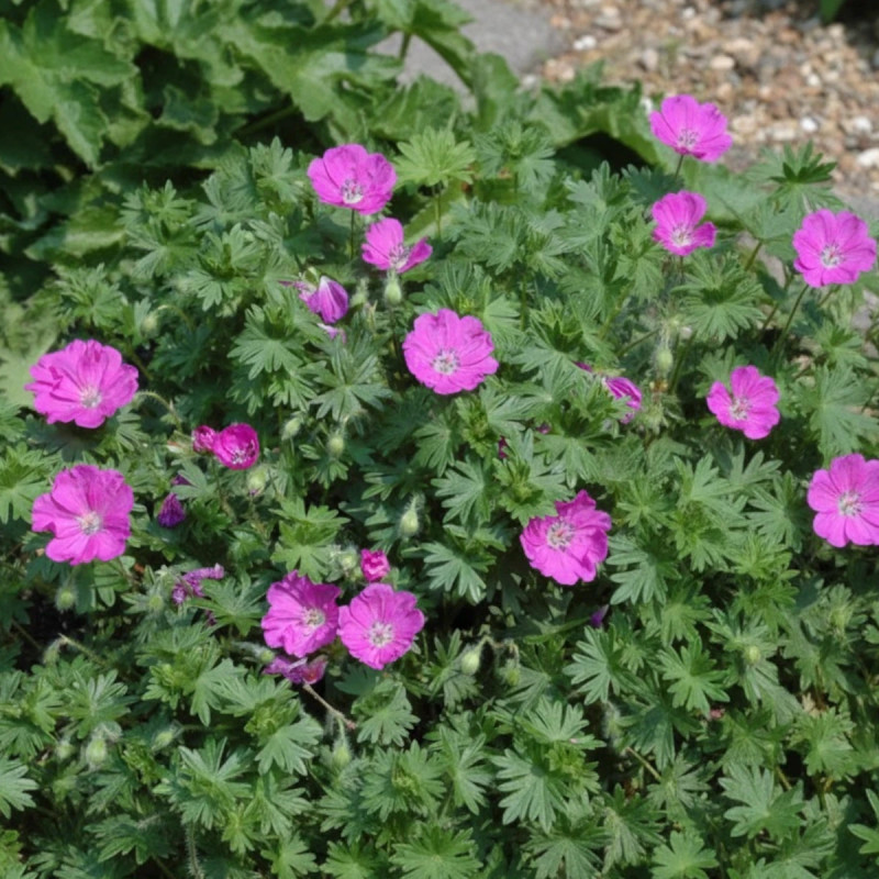 Géranium vivace Max Frei