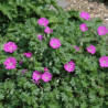 Géranium vivace Max Frei