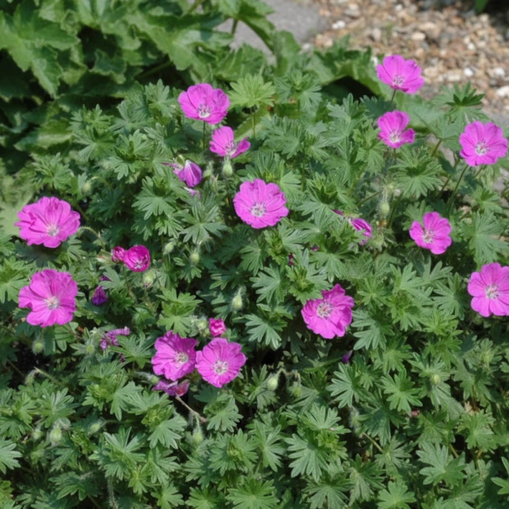 Géranium vivace Max Frei