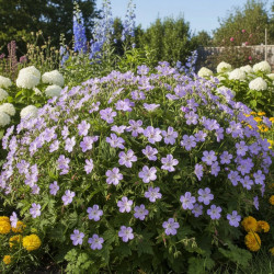 Géranium vivace nodosum