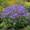 Géranium vivace Orion