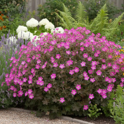 Géranium vivace Orkney Cherry