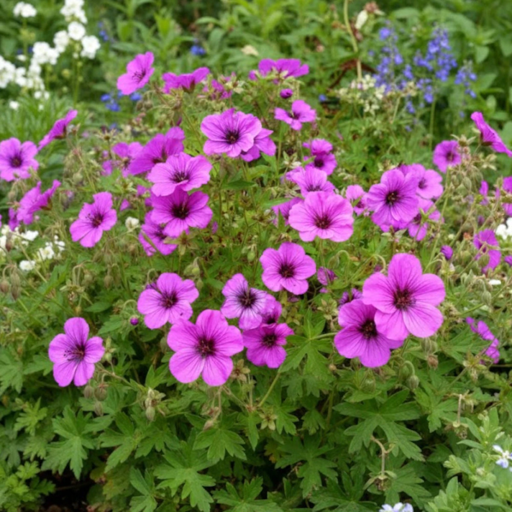 Géranium vivace psilostemon