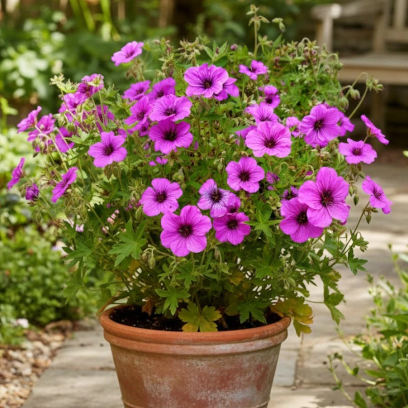 Géranium vivace psilostemon