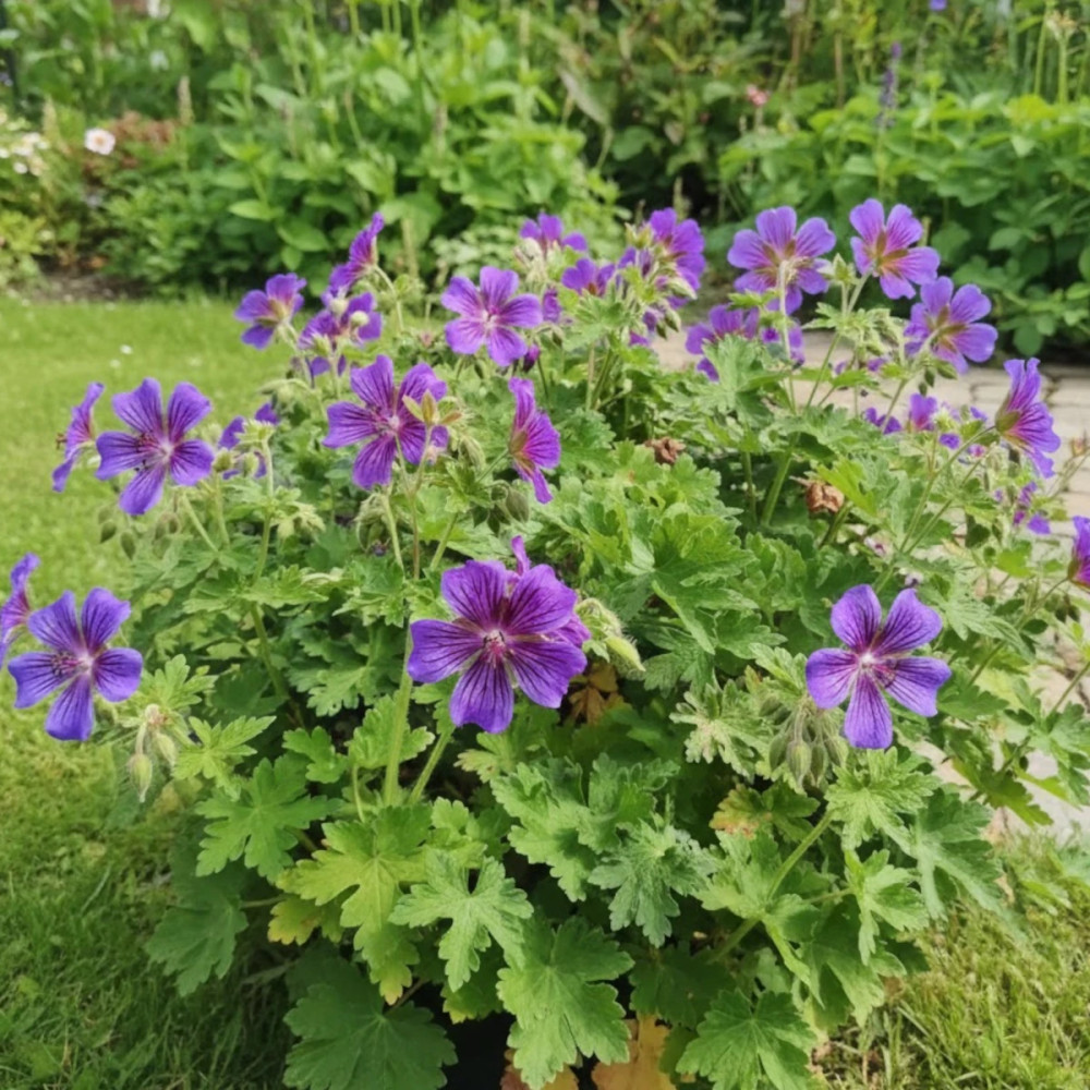 Géranium vivace Rosemoor
