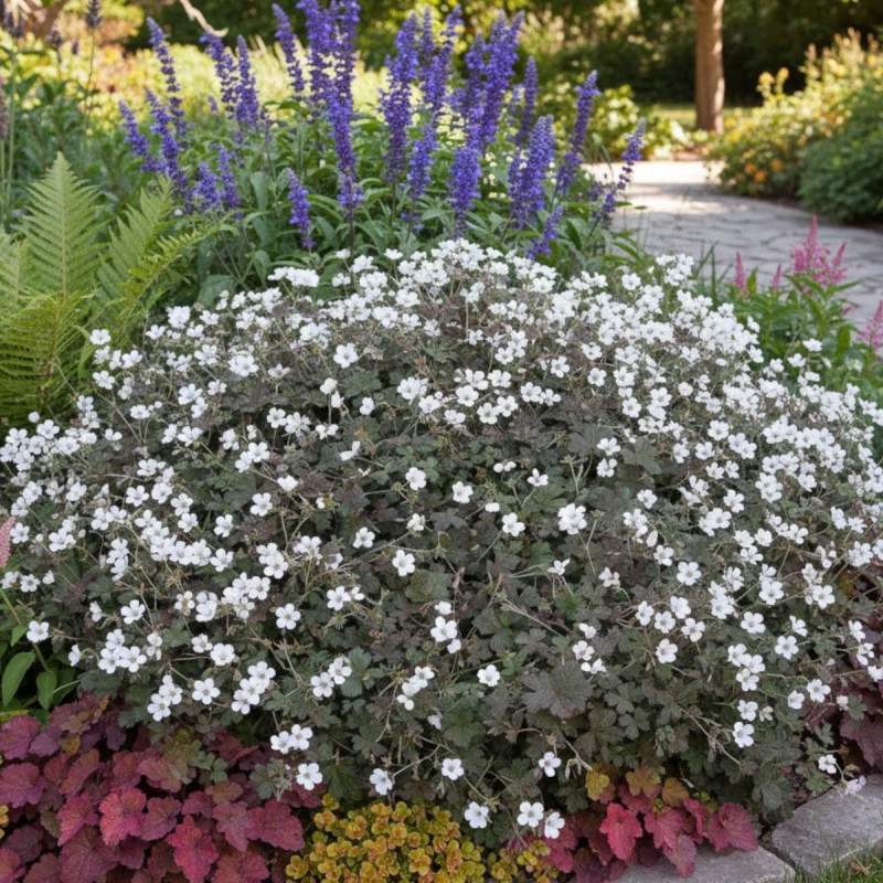 Géranium vivace Rothbury Red : Floraison pourpre et feuillage sombre