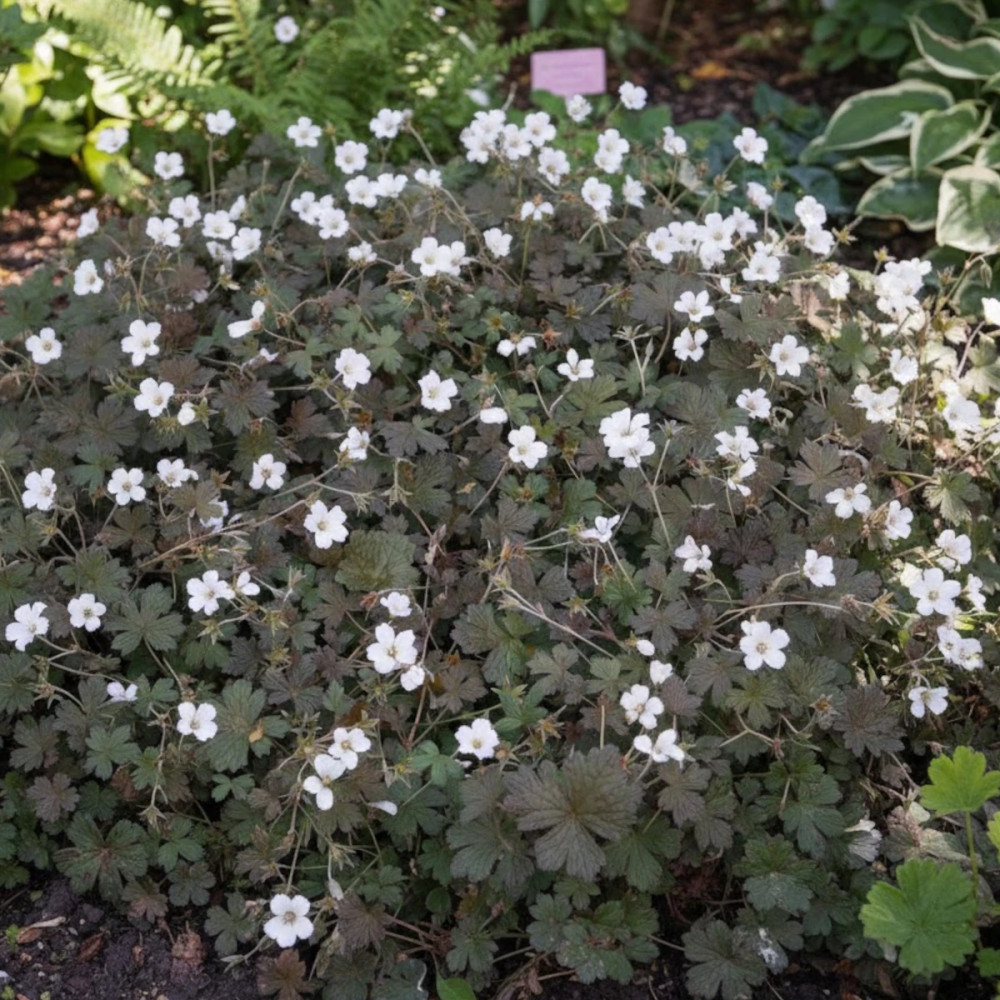 Géranium vivace Rothbury Red : Floraison pourpre et feuillage sombre