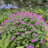 Géranium vivace Russel Prichard
