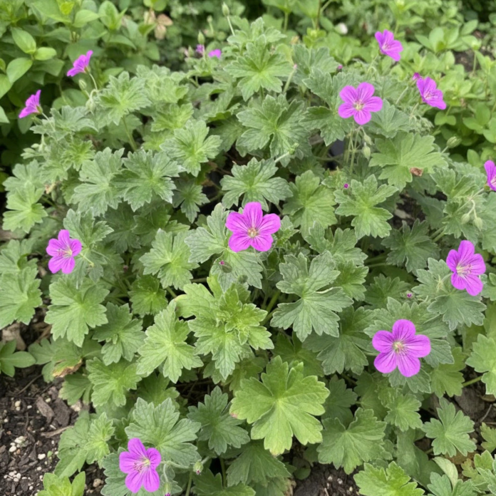 Géranium vivace Russel Prichard