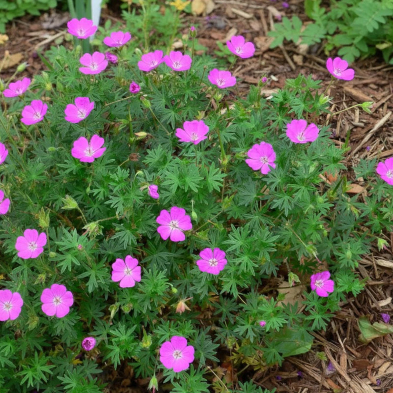 Géranium vivace sanguin