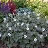 Géranium vivace Sanne