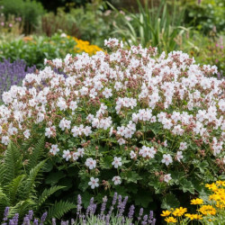 Géranium vivace Spessart