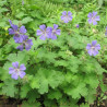 Géranium vivace Terre Franche