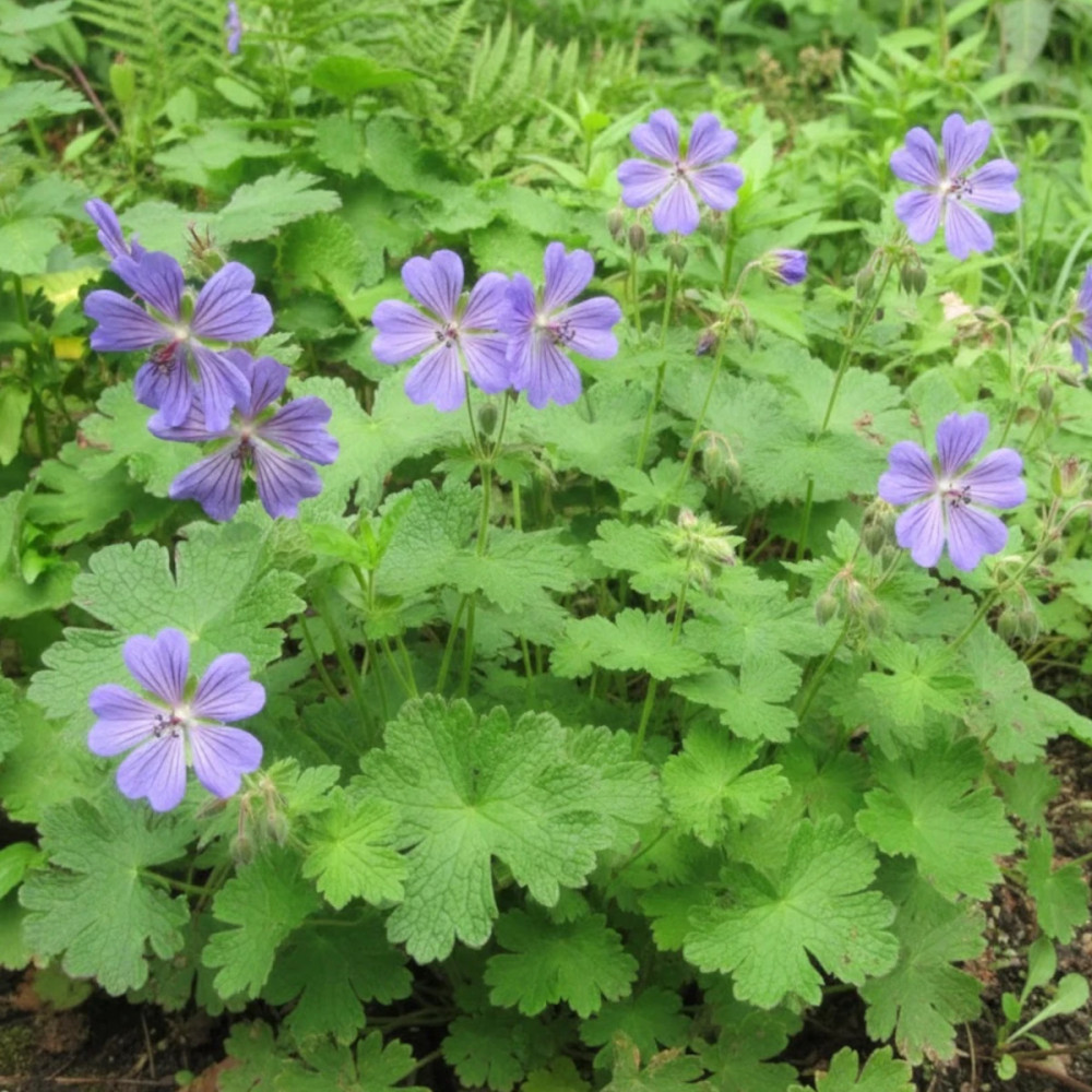 Géranium vivace Terre Franche