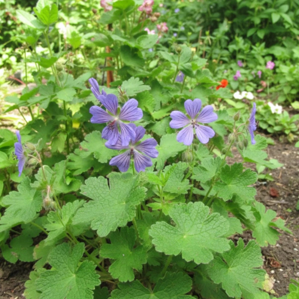 Géranium vivace Terre Franche