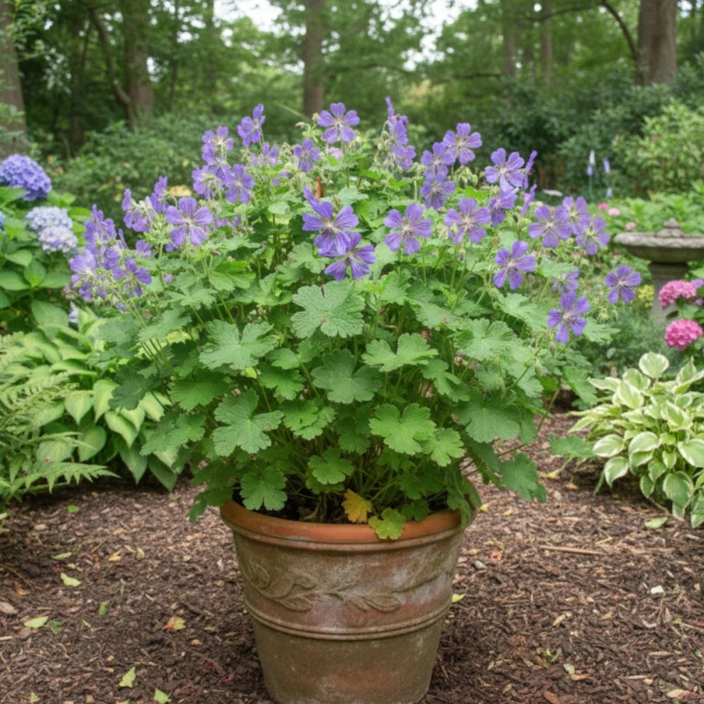 Géranium vivace Terre Franche