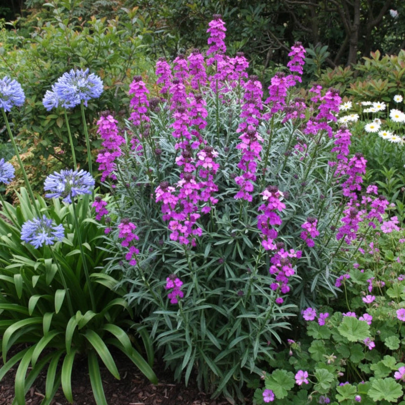 Giroflée vivace Bowles Mauve - SILENCE, ça pousse !