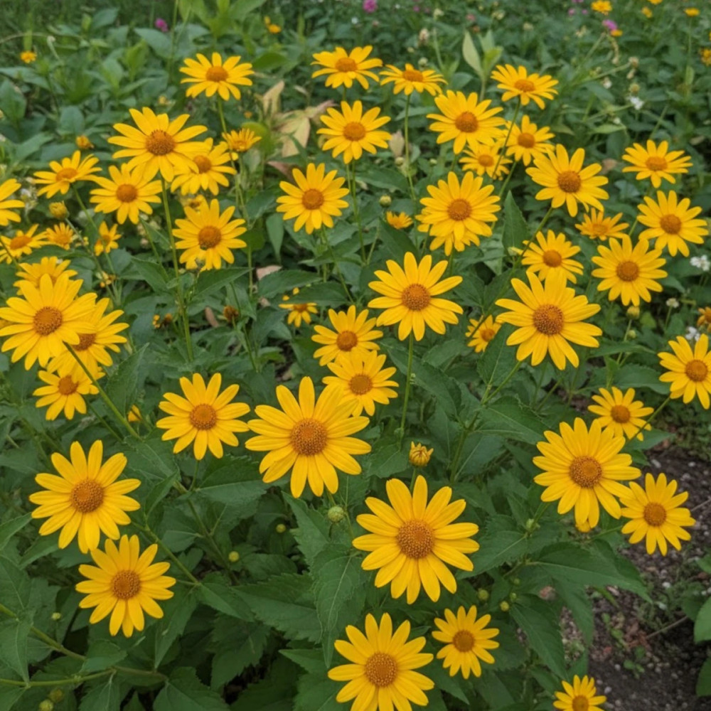 Hélénie de Hoopes, Helenium