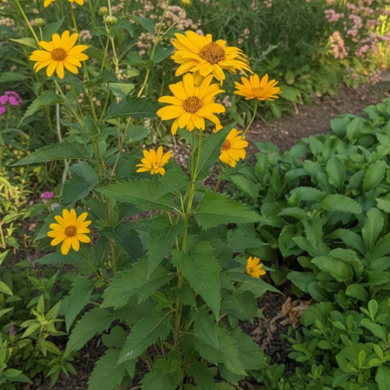 Hélénie de Hoopes, Helenium