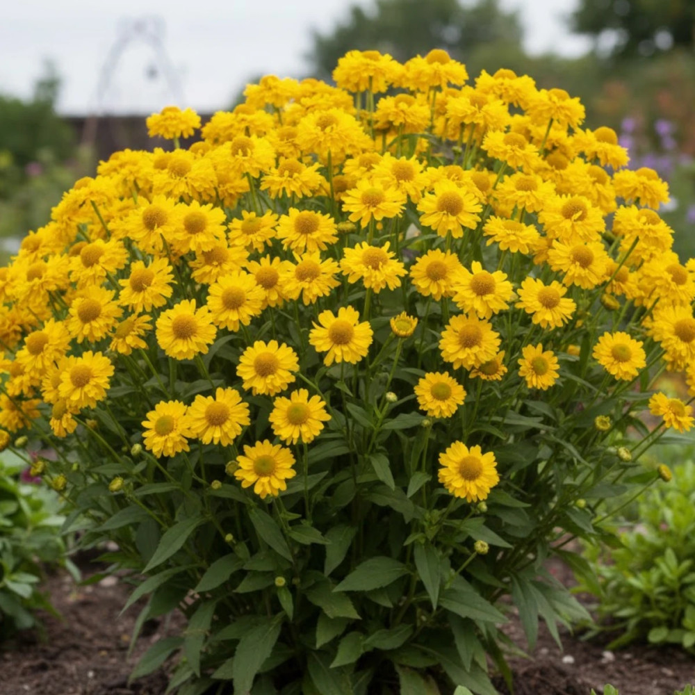 Hélénie Double Trouble, Helenium