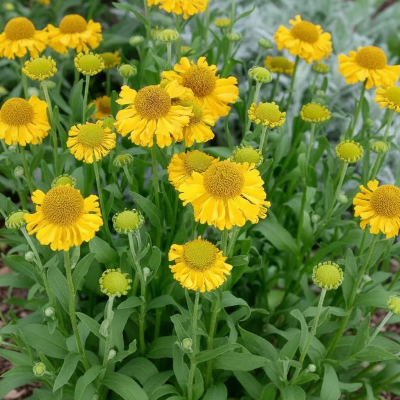 Hélénie Pumilum Magnificum, Helenium