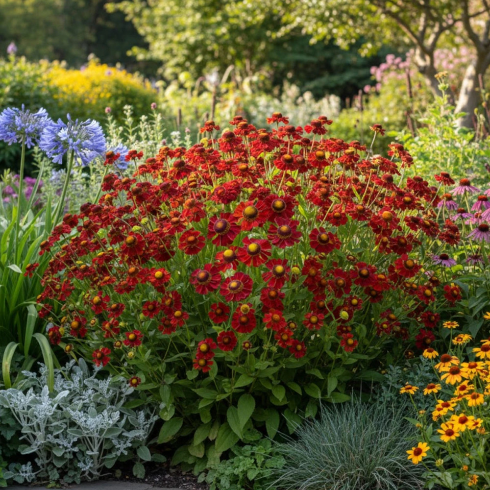 Hélénie Ruby Tuesday, Helenium Hélénie Ruby Tuesday, Helenium