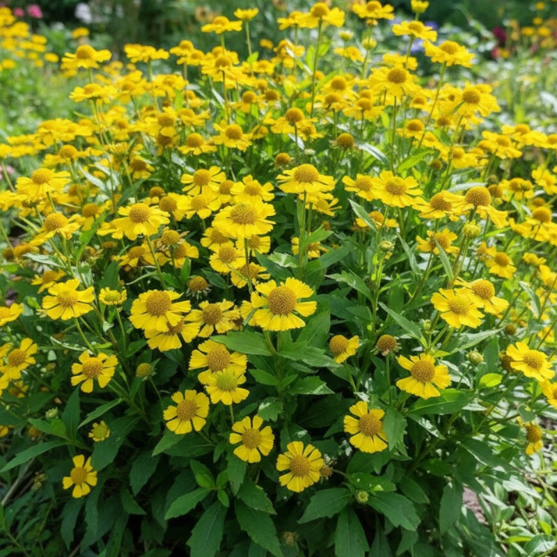 Hélénie Sombrero®, Helenium