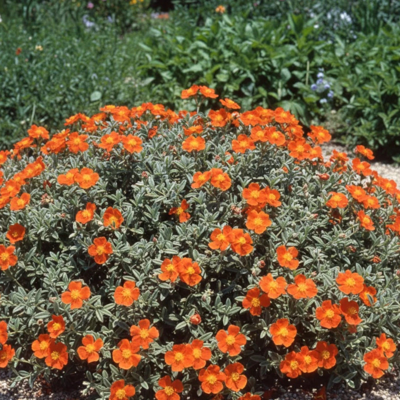 Hélianthème Tomato Red