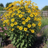 Hélianthe atrorubens (Soleil)