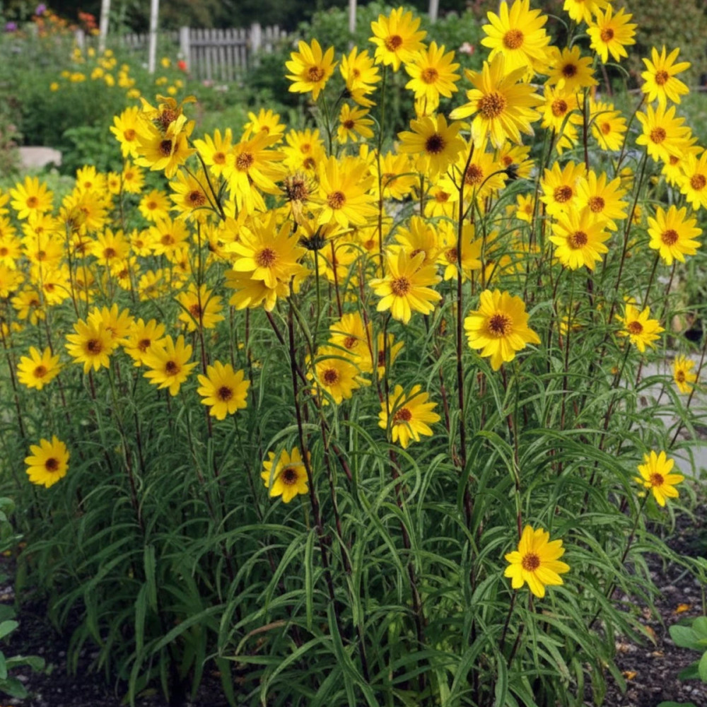 Hélianthe salicifolius var. orgyalis (Soleil)