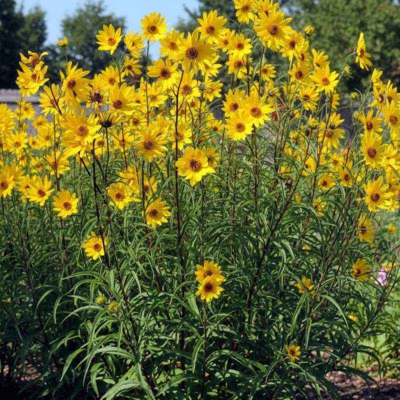 Hélianthe salicifolius var. orgyalis (Soleil)