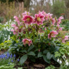 Hellébore orientale Pink Spotted Lady