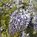 Glycine de Chine Prolific