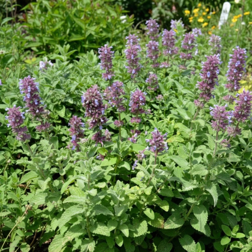 Herbe aux chats - Menthe des chats Citriodora, Nepeta