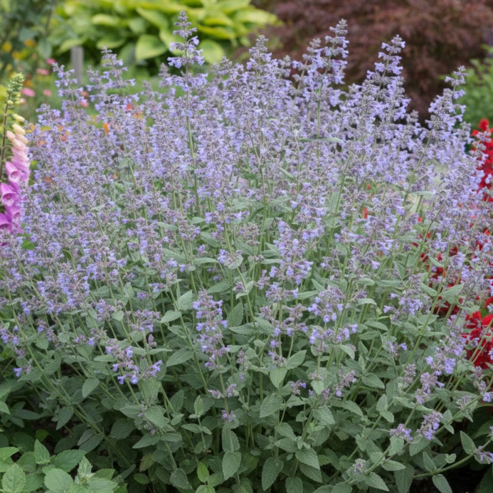 Herbe aux chats - Menthe des chats grandiflora Bramdean, Nepeta