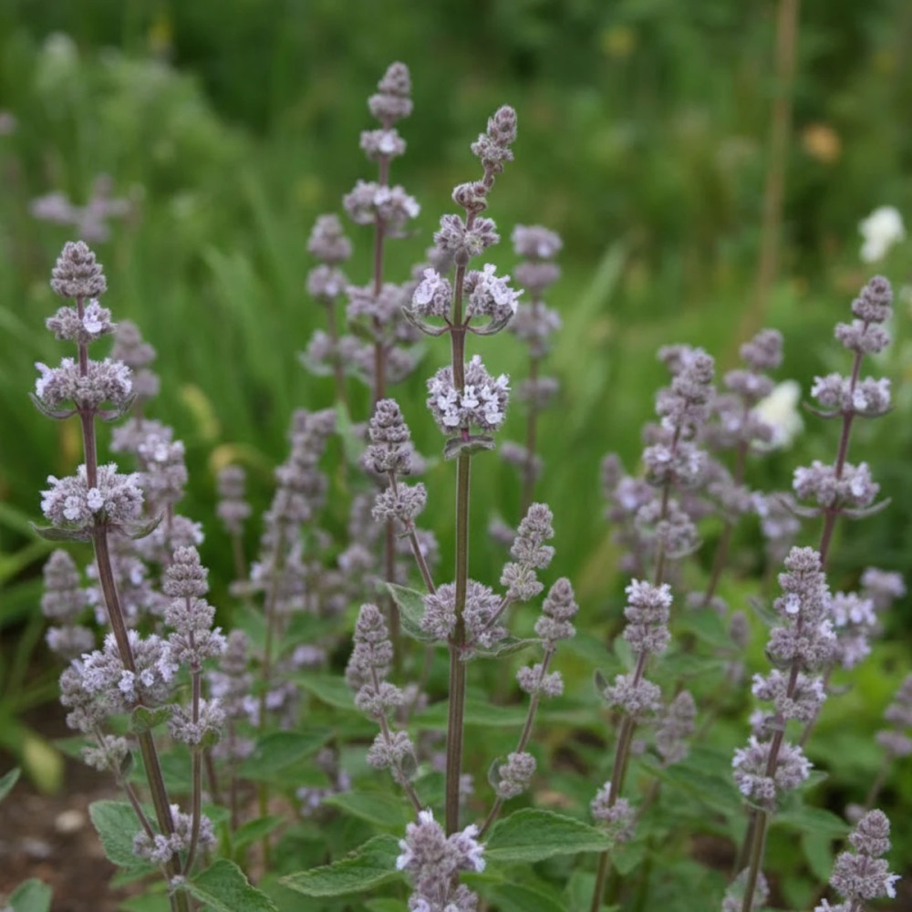 Herbe aux chats - Menthe des chats nuda, Nepeta Herbe aux chats - Menthe des chats nuda, Nepeta