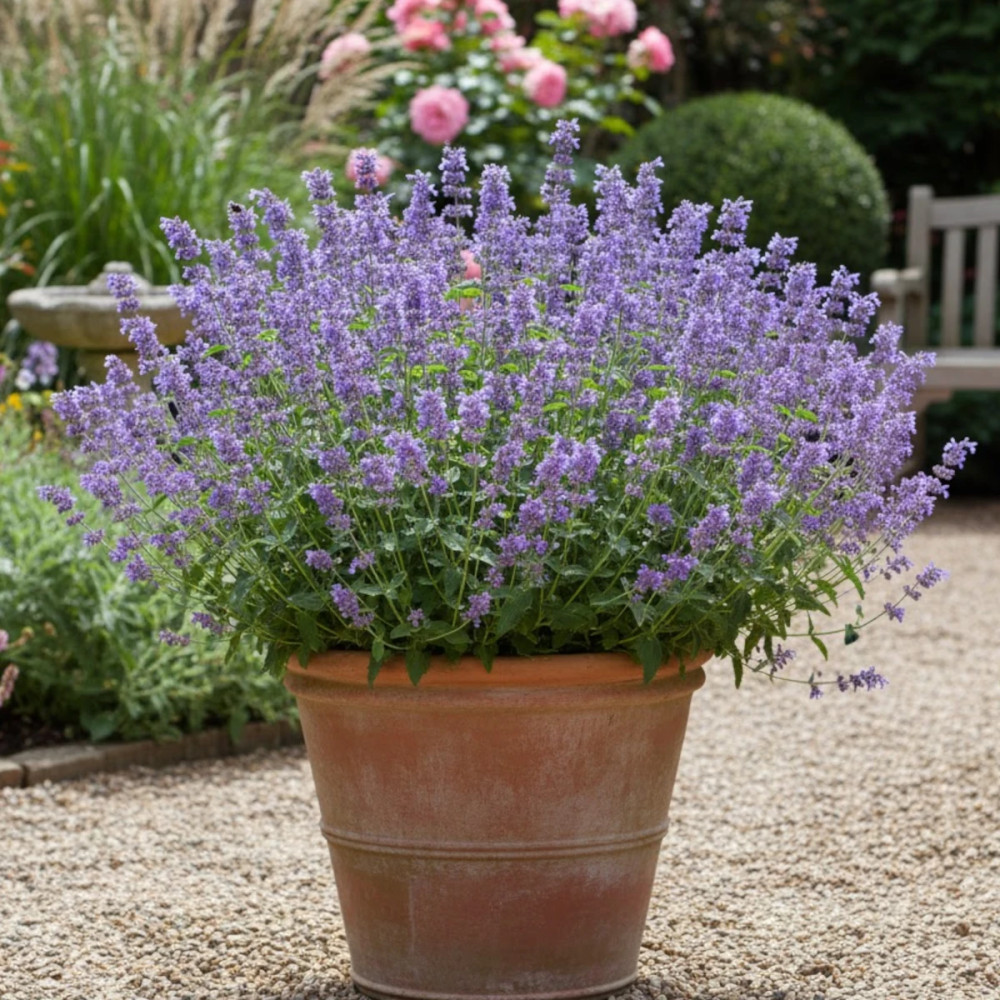 Herbe aux chats - Menthe des chats racemosa, Nepeta Herbe aux chats - Menthe des chats racemosa, Nepeta