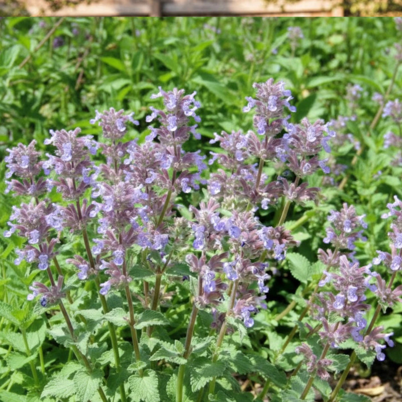 Herbe aux chats - Menthe des chats racemosa Grog, Nepeta