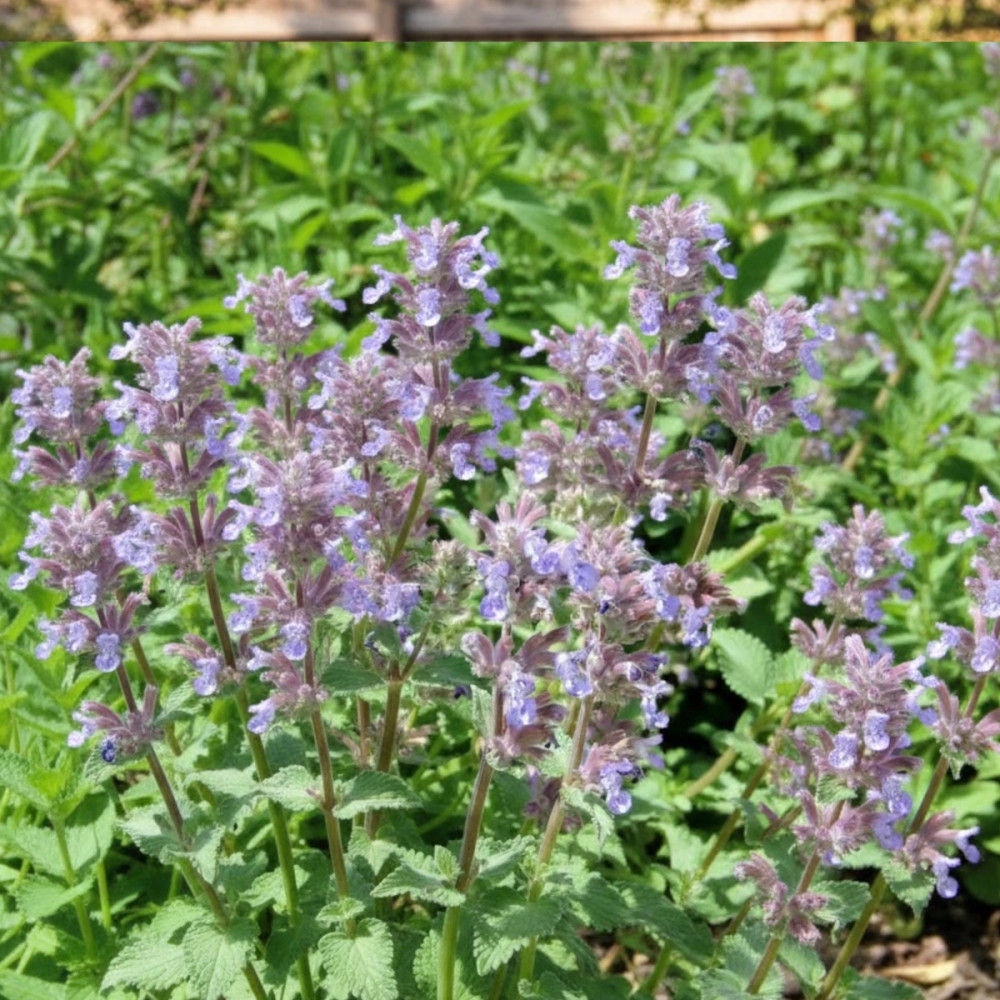 Herbe aux chats - Menthe des chats racemosa Grog, Nepeta